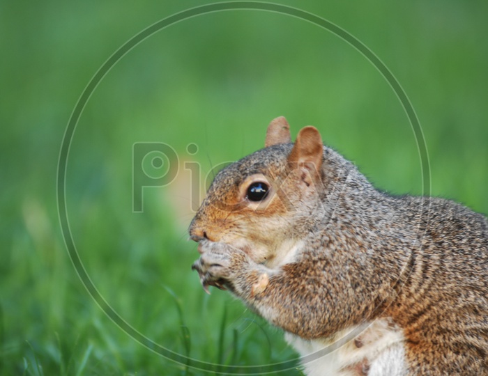 A Squirrel on the grass holding a nut