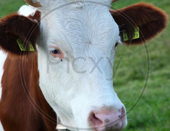 A close shot of a cow