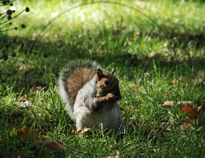 A Squirrel eating on the grass