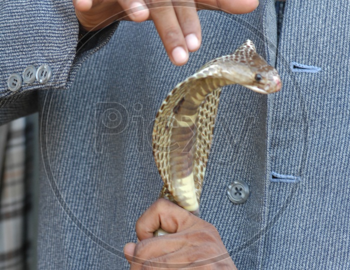 Snake Charmer measuring the head size of the Indian Cobra