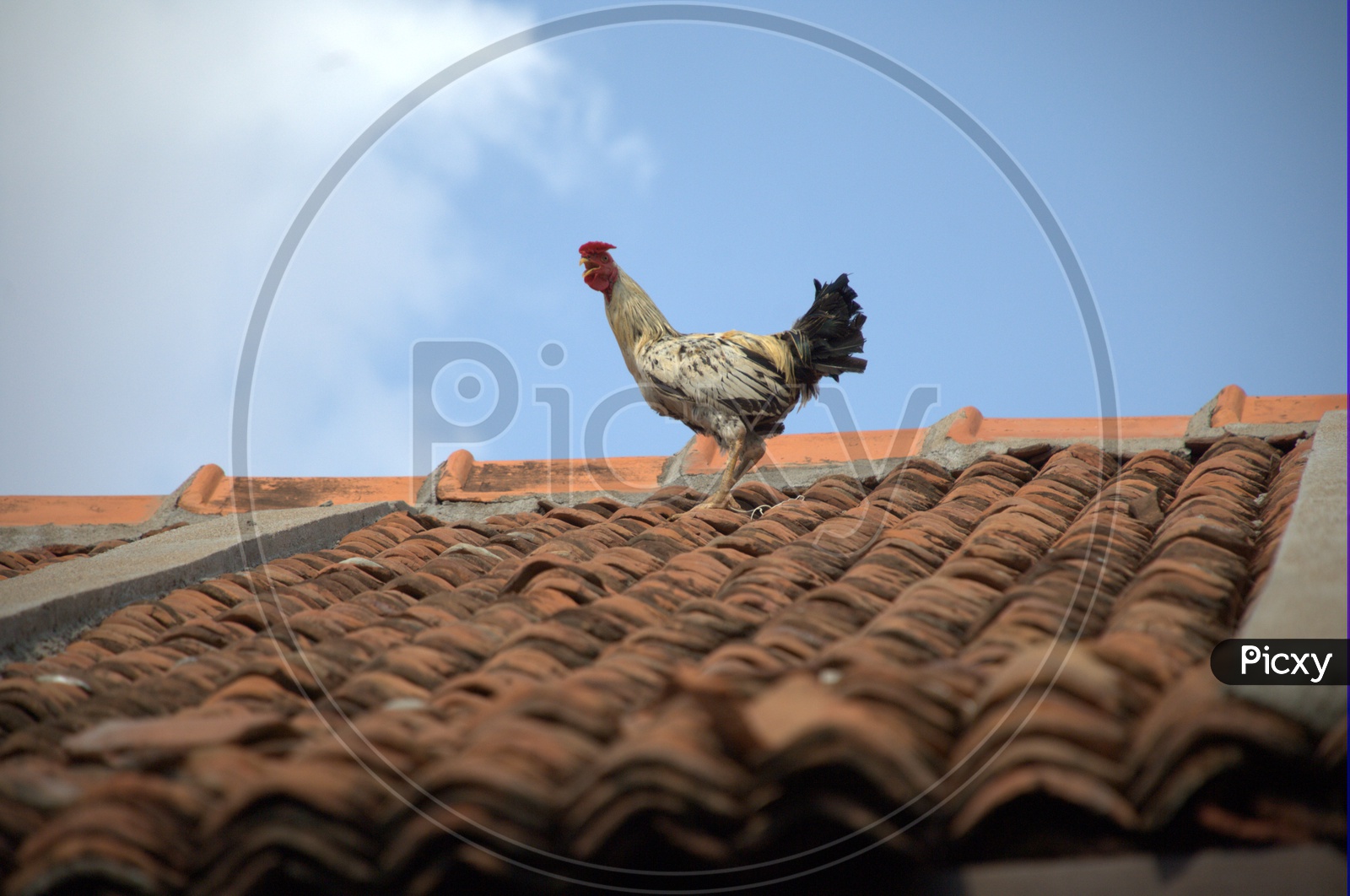 Indian Hen On Hut Roof