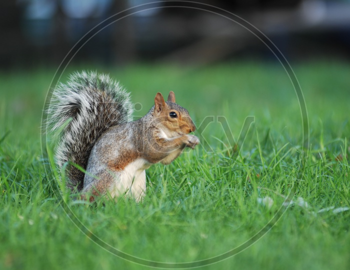 A Squirrel on the grass eating nut