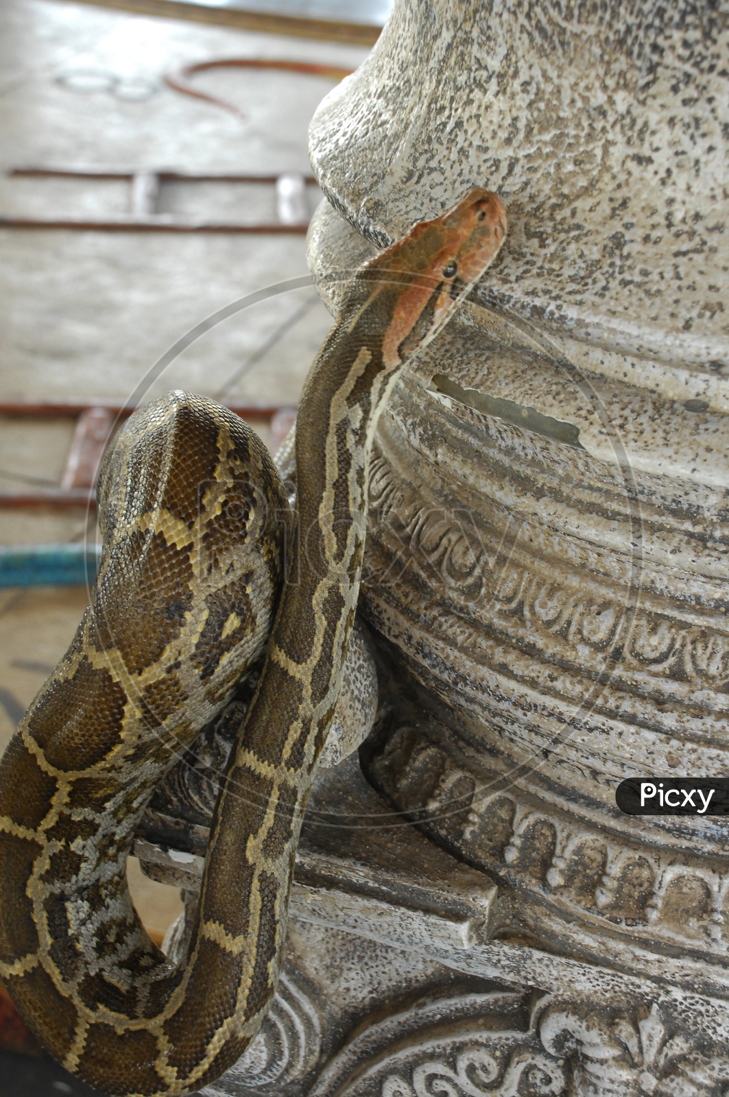 A Snake crawling through the pillar