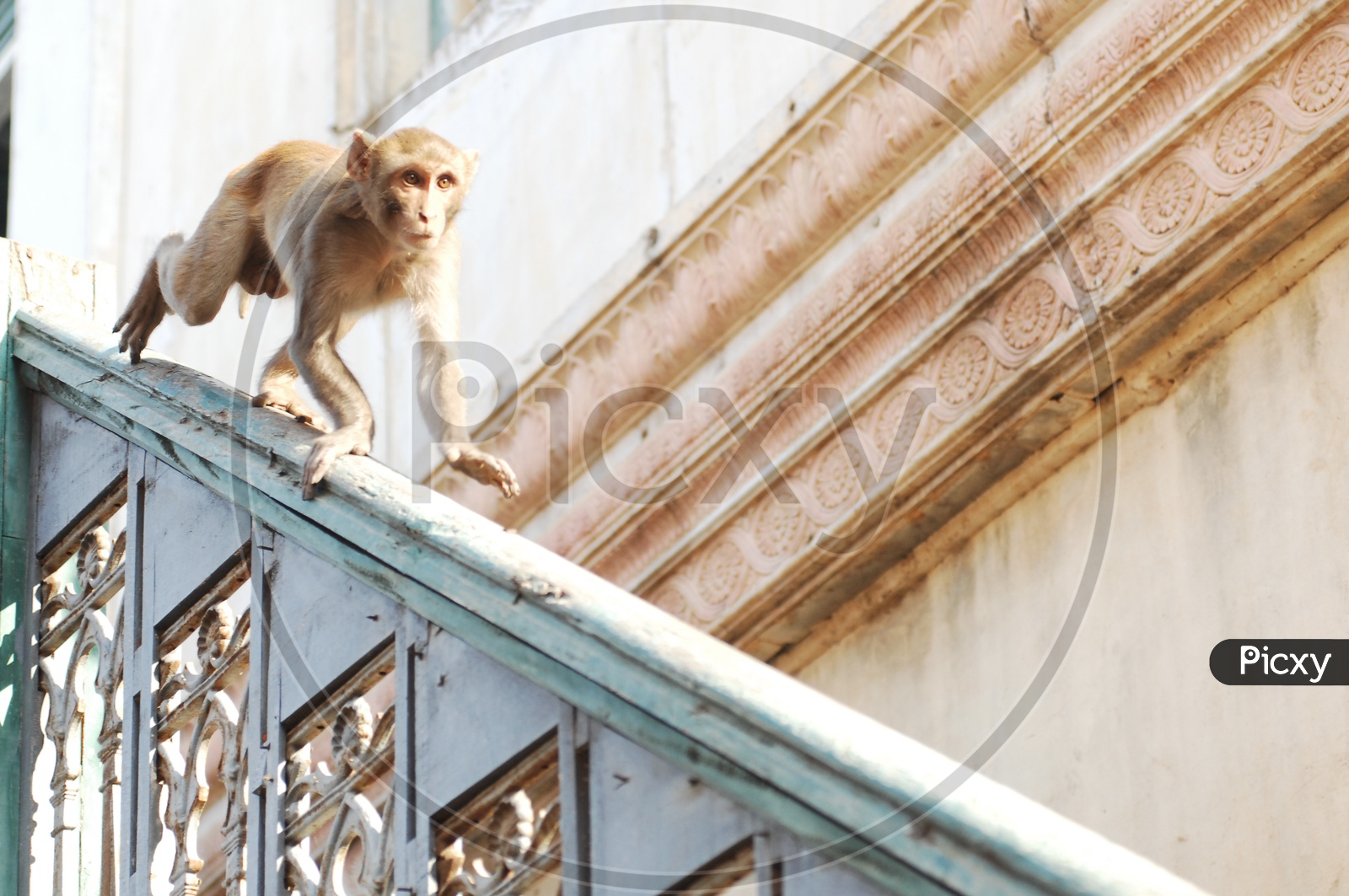 An Young Macaque Or Monkey Running On a Wall