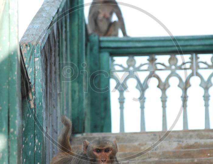 A Young Macaque or Indian Monkey Sitting on  a Wall