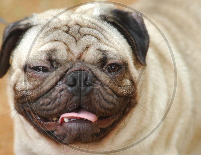 A closeup of Pug dog's face