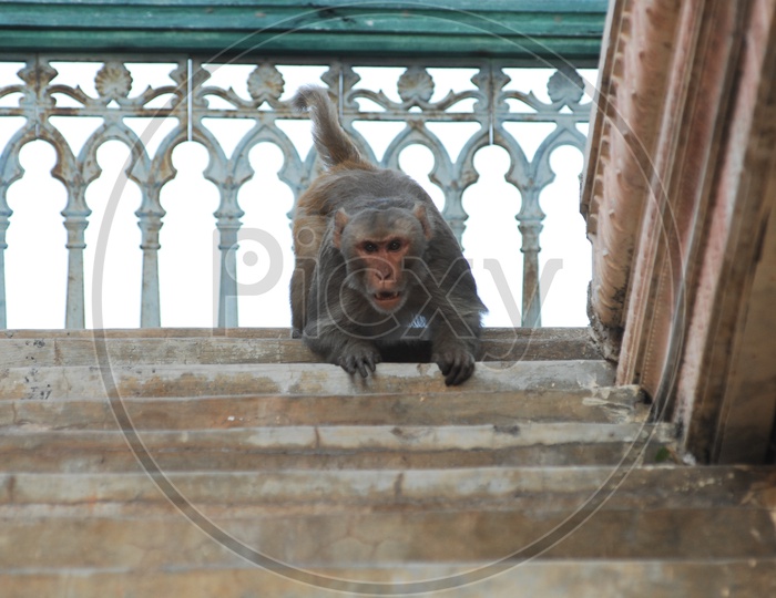 Indian Monkey Or Macaque With Angry Expression On a Staircase