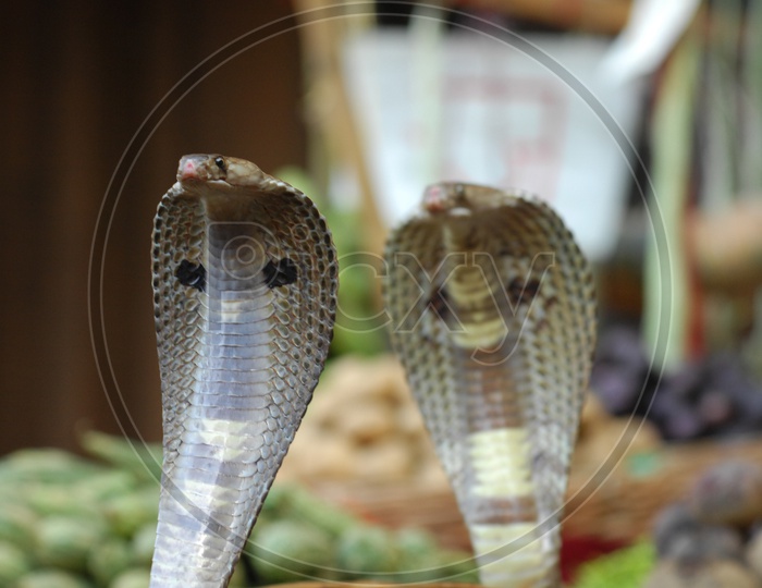 Two Indian Cobras