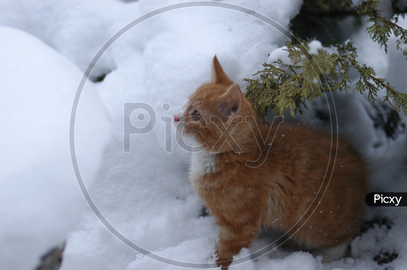 A idle Hosico cat in the snow