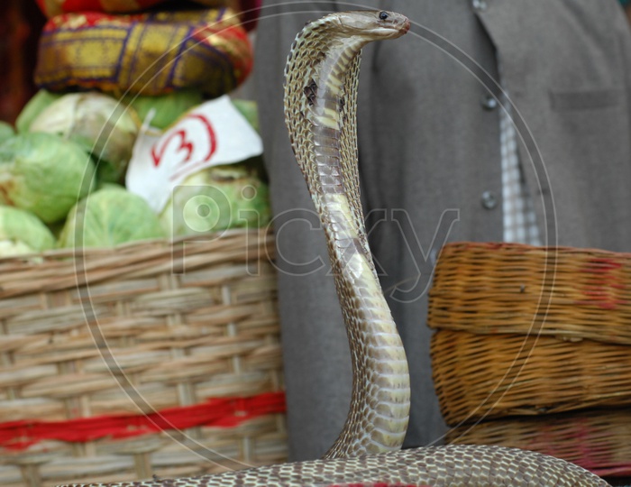 An Indian Cobra with its hood opened alongside the vegetables