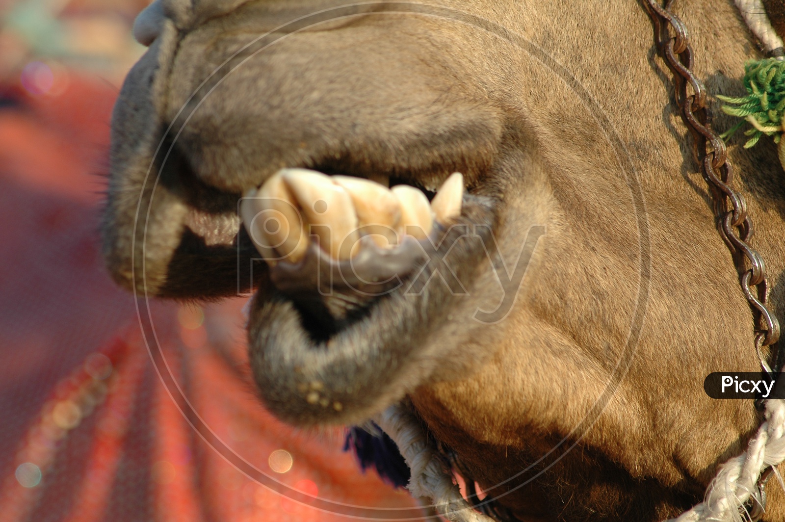 Camel's teeth