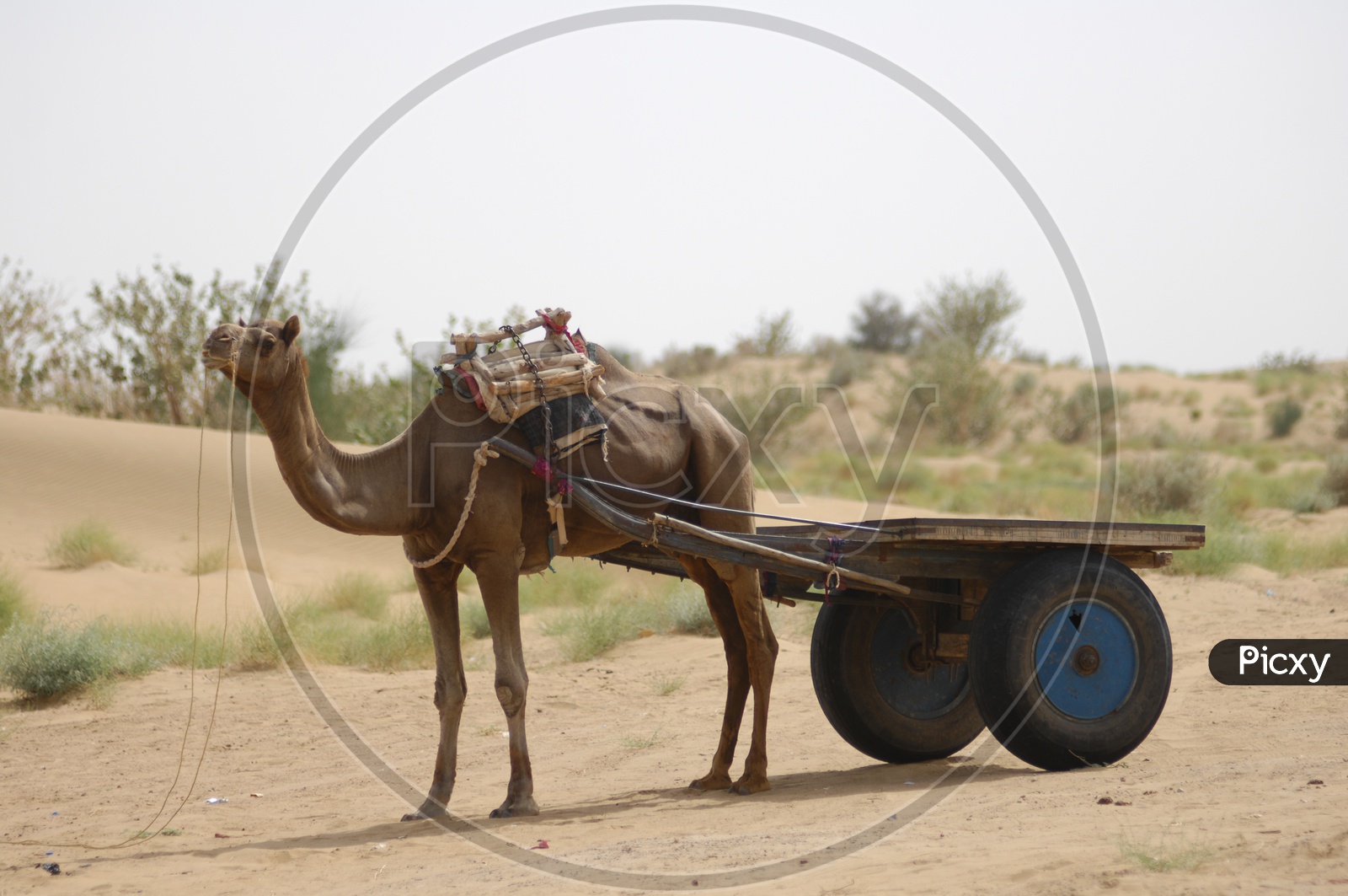 idle camel car in a desert