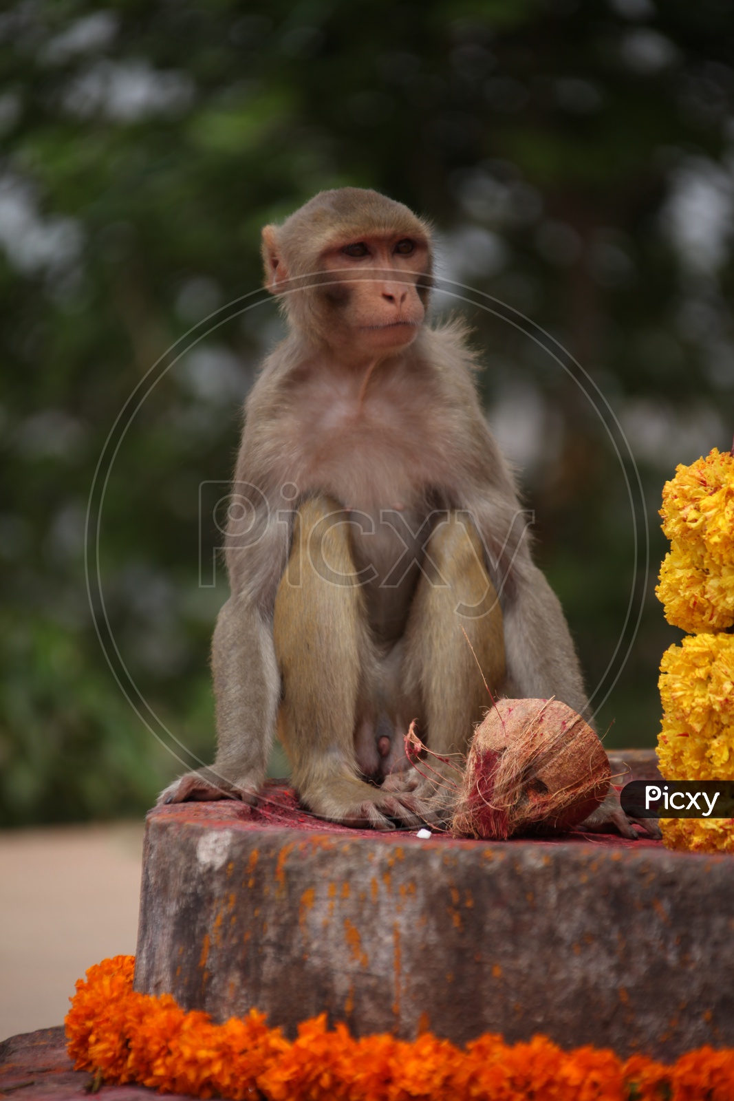 Macaque Or Monkey Sitting on a Stone