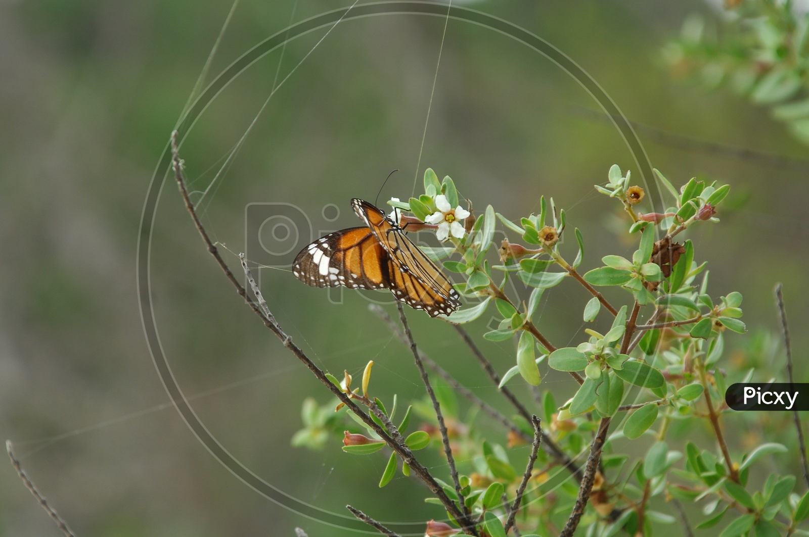 Monarch butterfly sucking nectar
