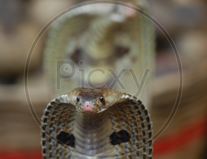 An Indian Cobra with its hood opened