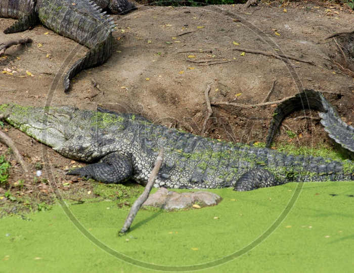 American crocodile in the water covered with moss