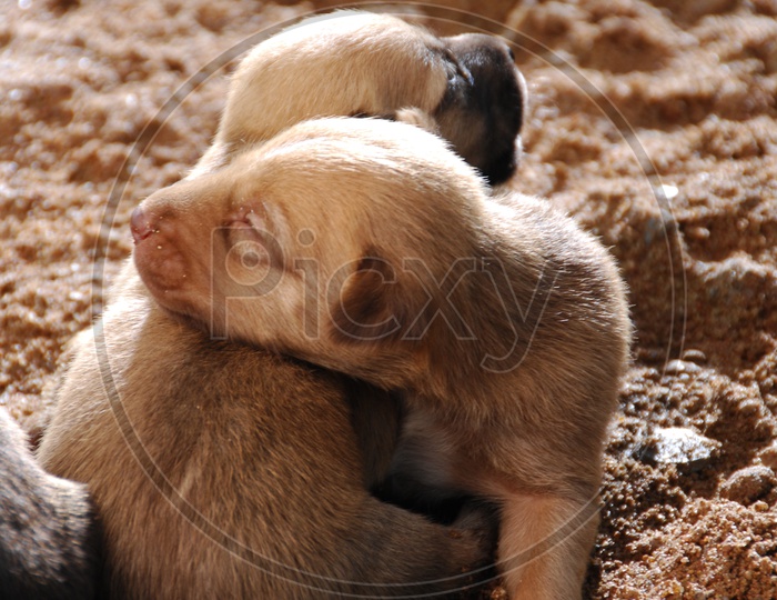 Two pups cuddled up