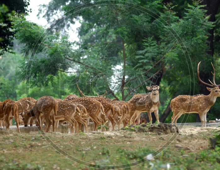 A herd of white tailed deer