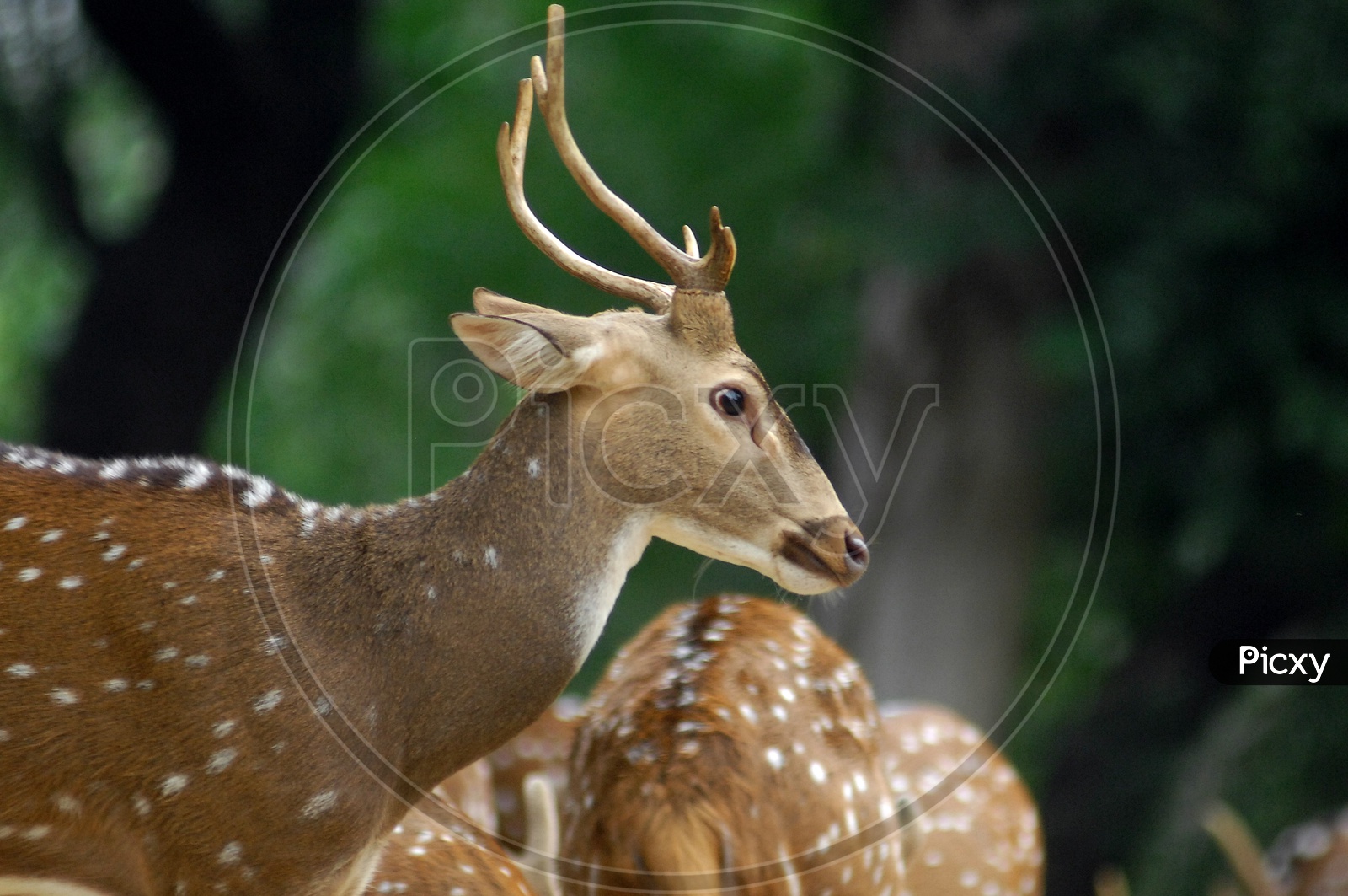 A White-tailed deer