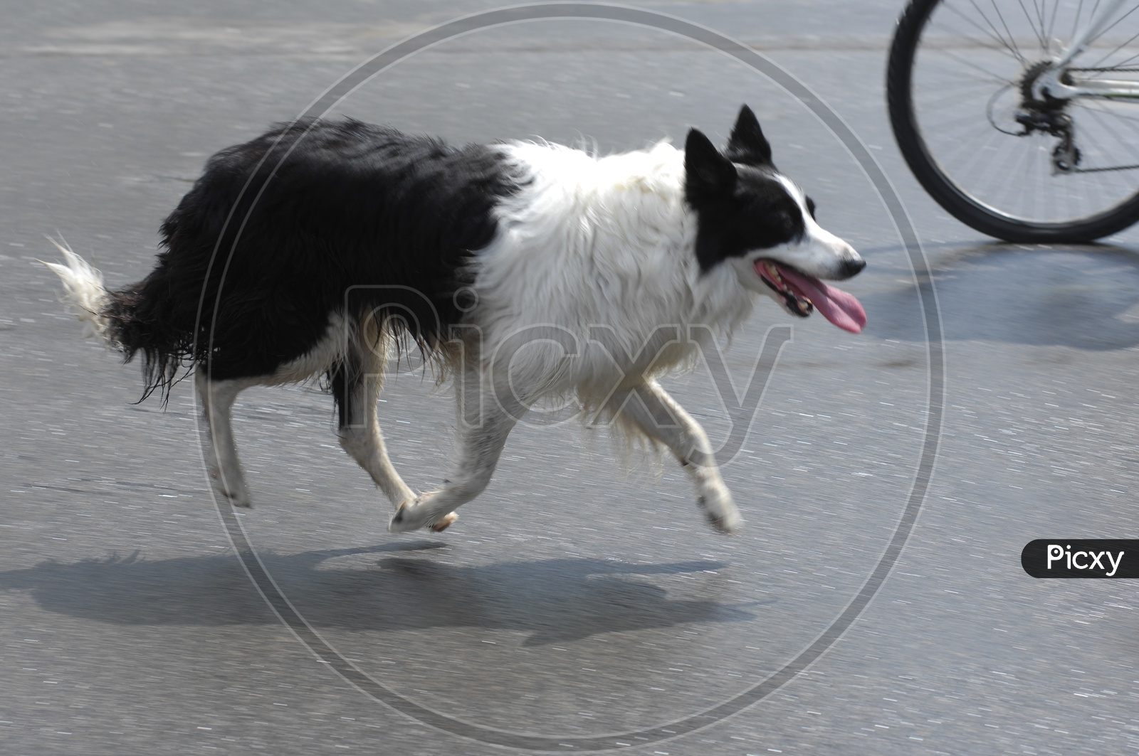 A dog running on the road