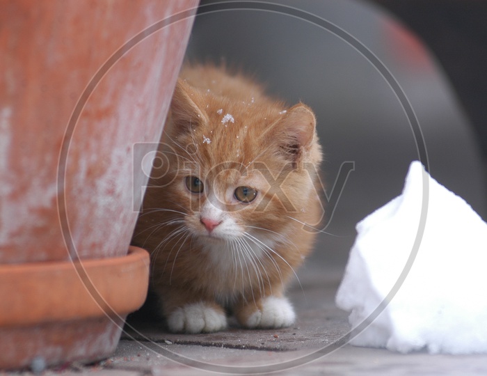 A hosico cat hiding beside a pot