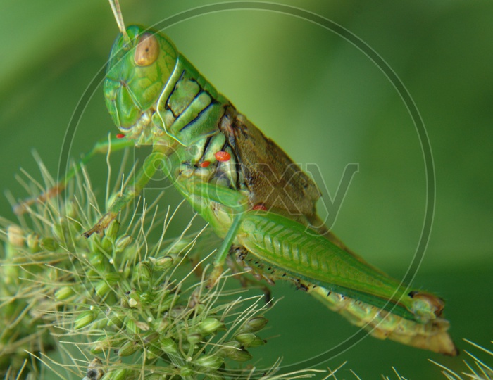 Common green Grasshopper