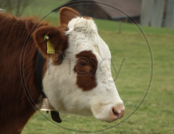 A white and brown coloured cow with a tag on the ear