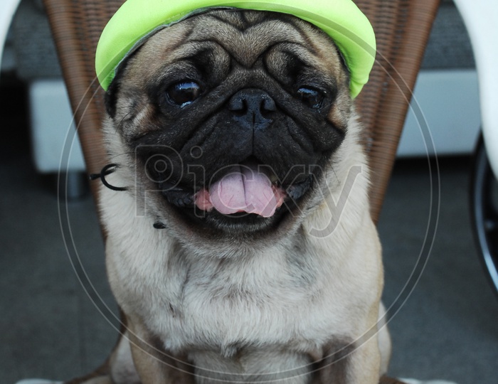 A Pug dog wearing a hat sat on the chair