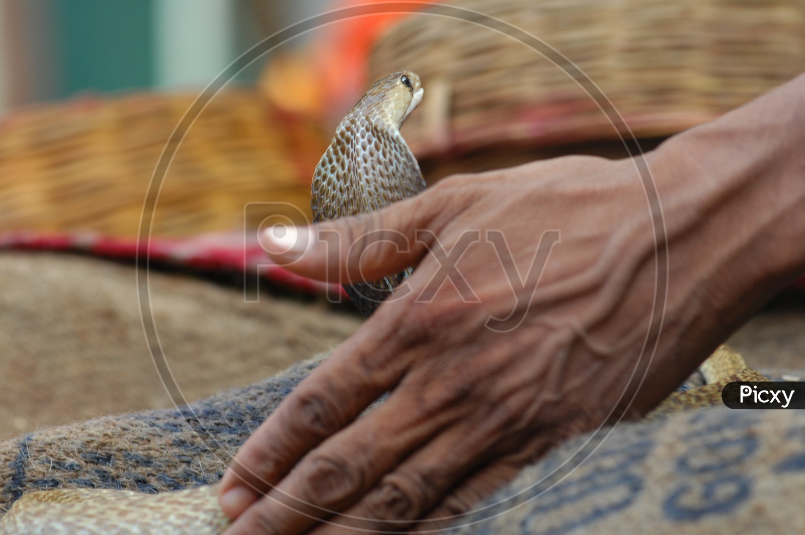 Man holding the Indian Cobra with his hands