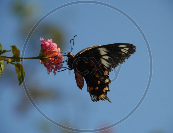 Crimson rose butterfly sucking nectar