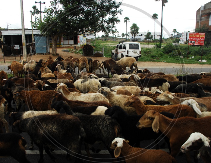 A herd of goats walking on the road