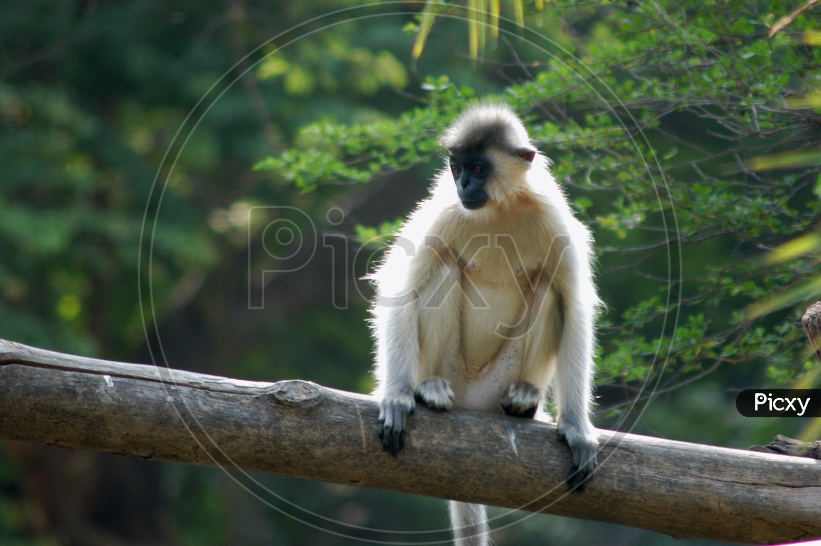 A Gibbon sitting on the wooden log