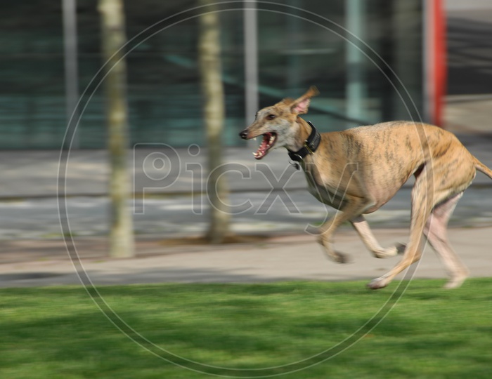 A Greyhound dog jumping