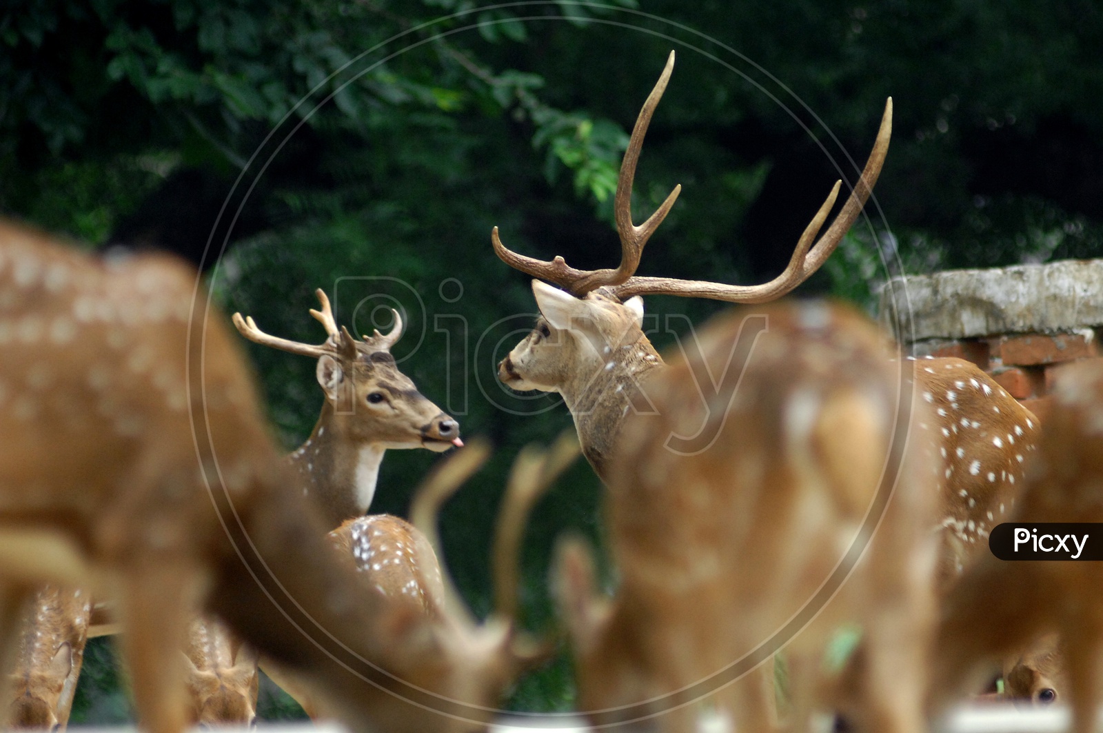 A White tailed deer among the herd