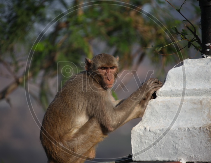 Macaques Or Monkeys Sitting on wall