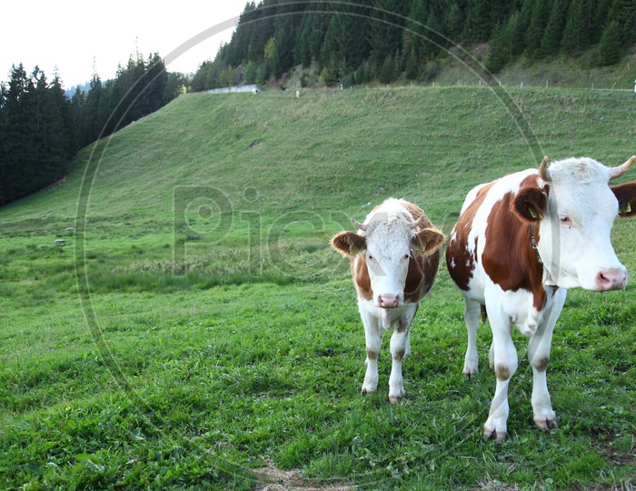 cows moving in an wide open green land