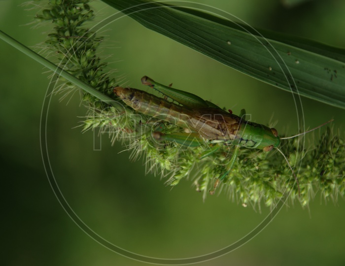 Bush Cricket Or Grasshopper on a Leaf