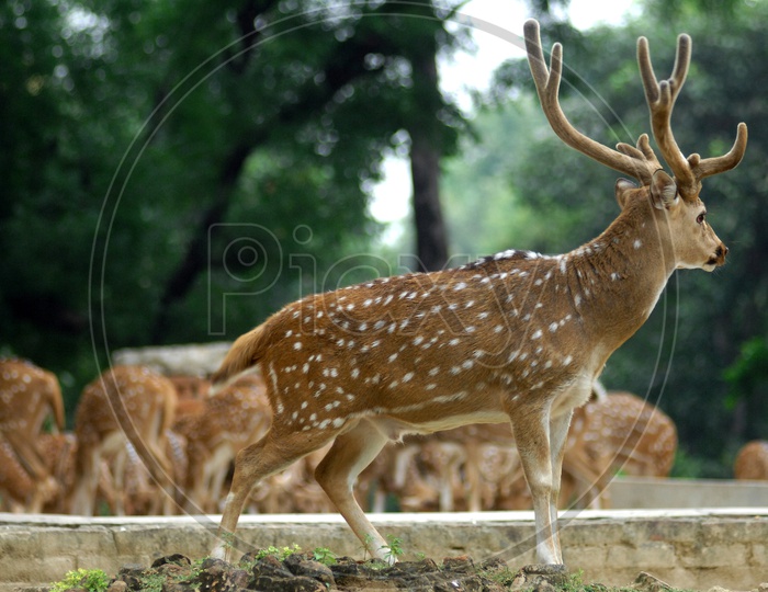 A White tailed deer among the herd