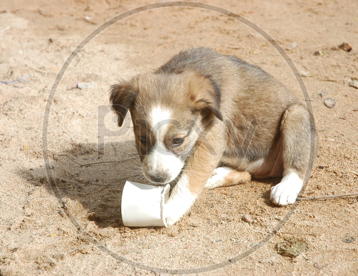 A pup playing with a disposable tea cup
