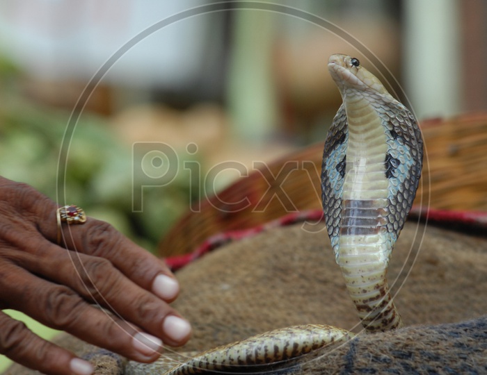 Man trying to catch the Indian Cobra