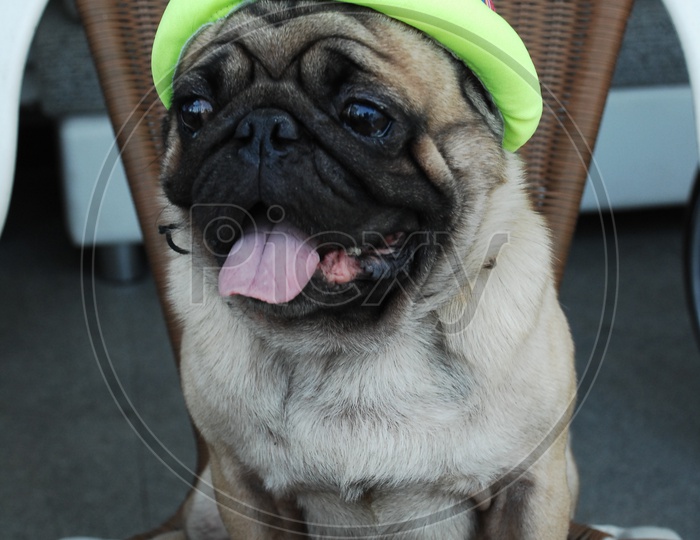 A Pug dog wearing a hat sitting on the chair