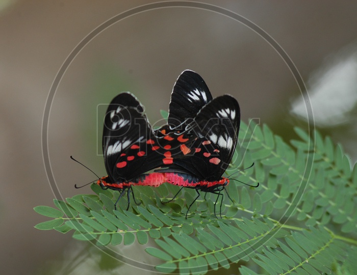 Mating of Scarlet tiger moths