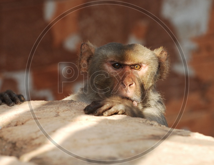 A Japanese macaque peeping through the wall