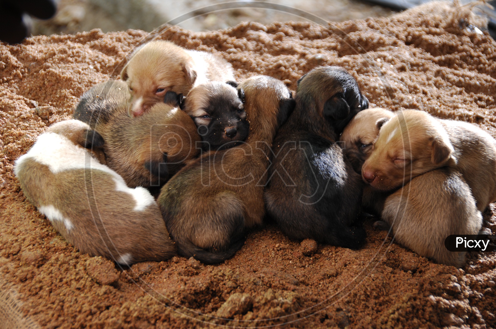 A litter of stray dog pups