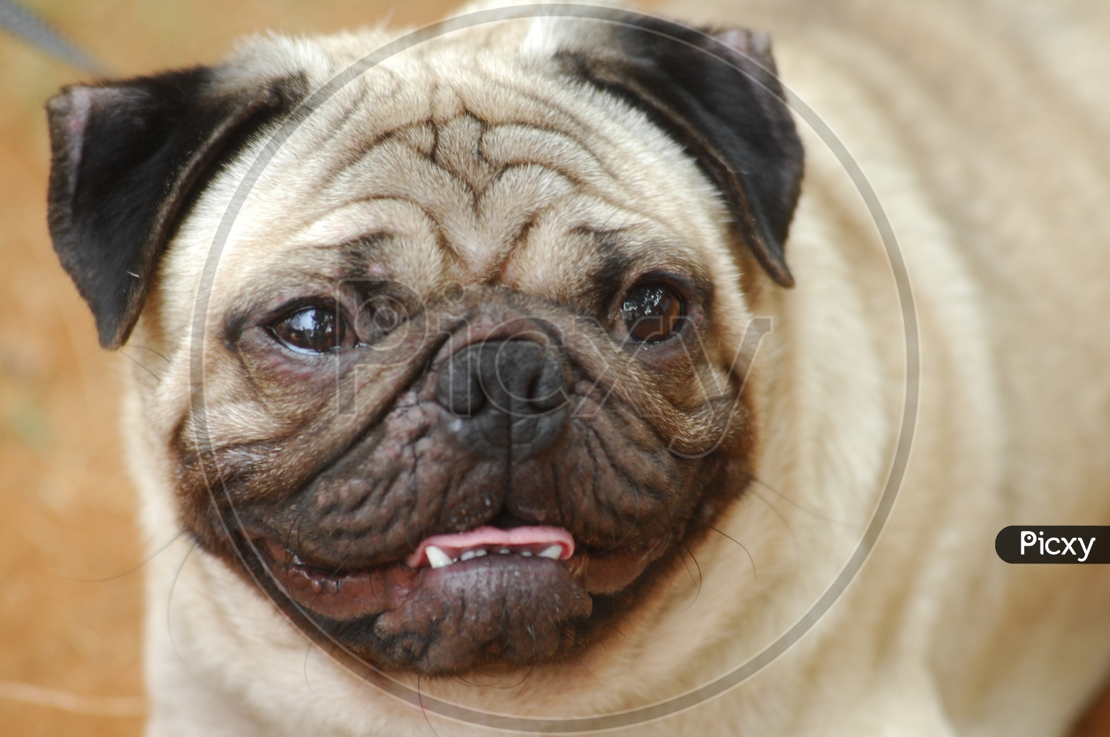 A closeup of Pug dog's face