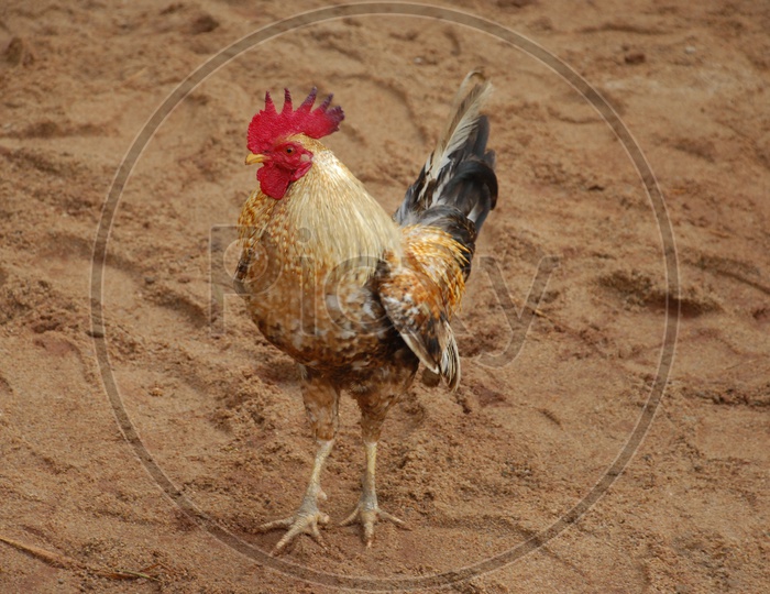 Image Of Indian Cock Or Hen In A Vegetable Basket Om738134 Picxy