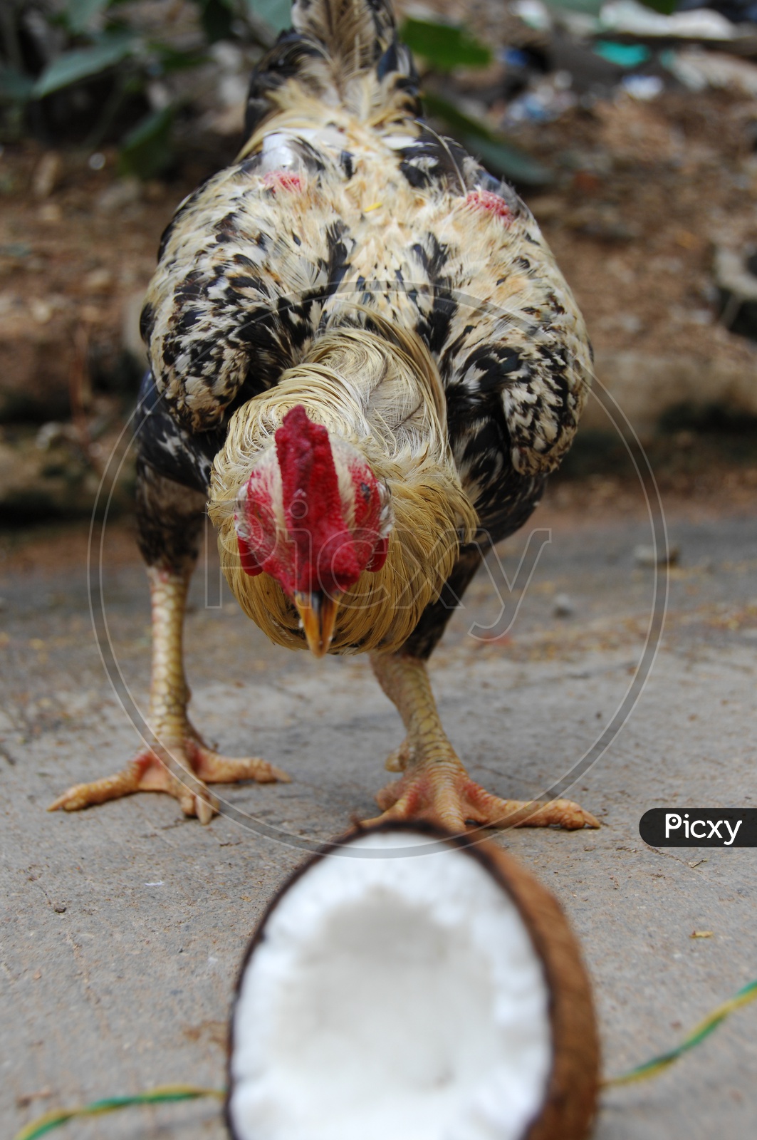 Image of Indian Hen or cock-QO367275-Picxy