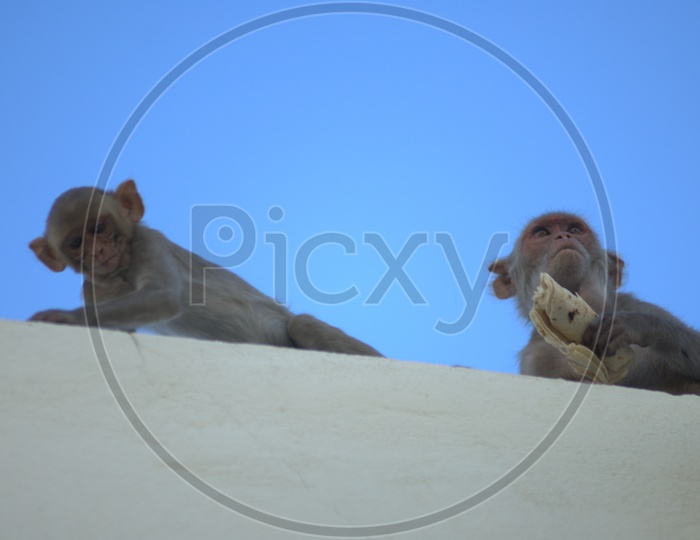 Indian Young Monkey Or Macaque Stealing Food From Homes
