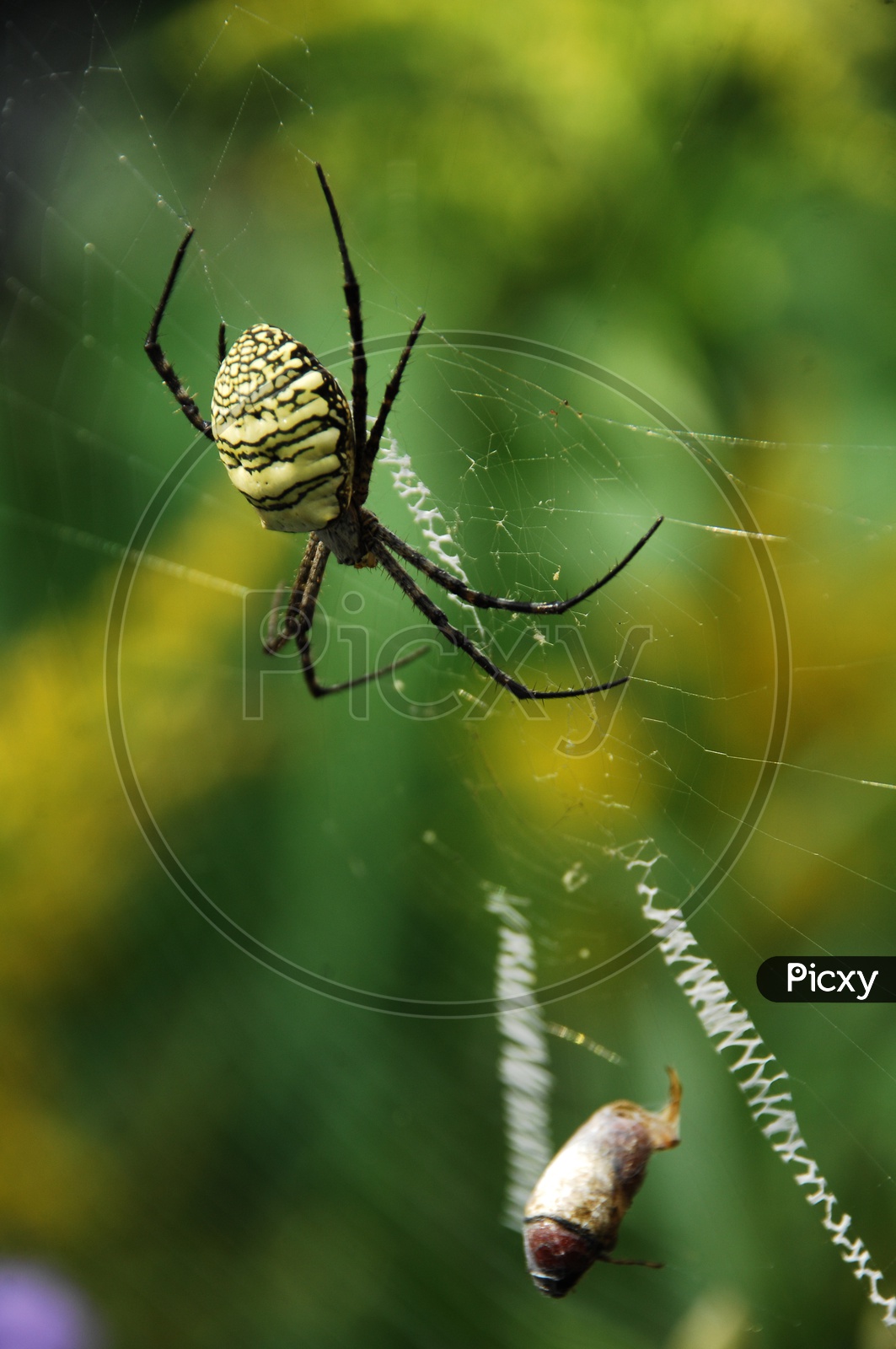 A Spider catching its prey in web