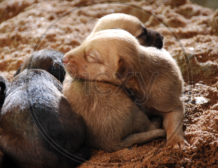 A litter of stray dog pups